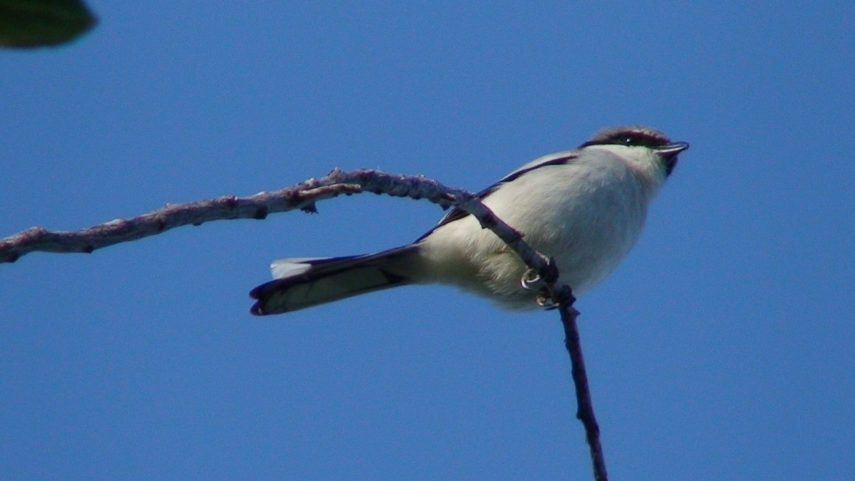 Loggerhead Shrike - ML204441351
