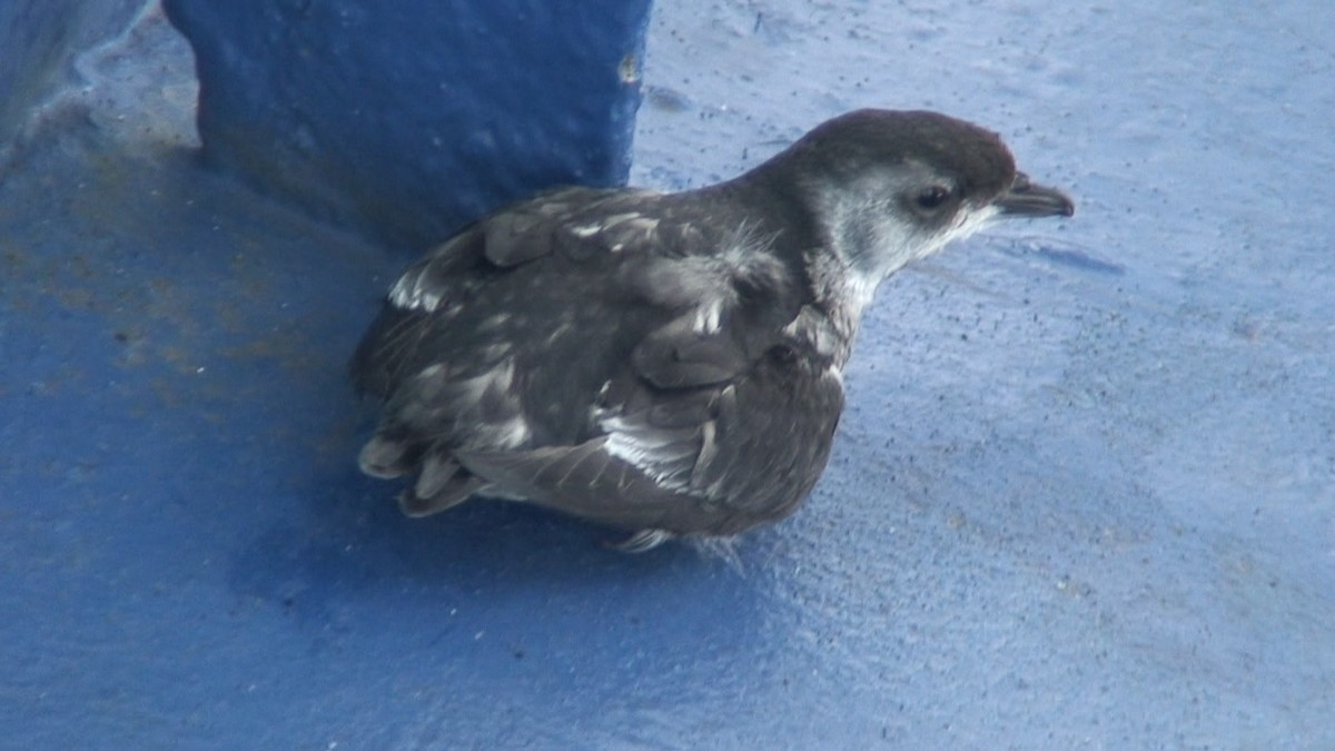 Common Diving-Petrel - ML204441361