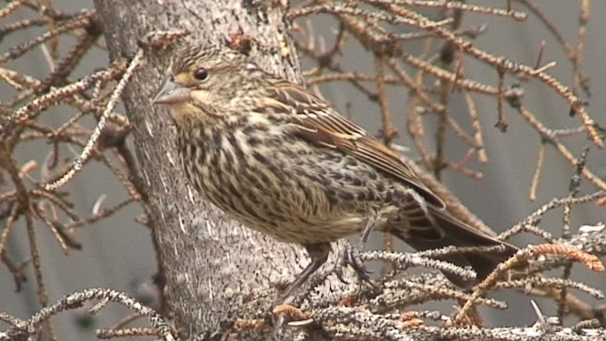 Red-winged Blackbird - ML204441371