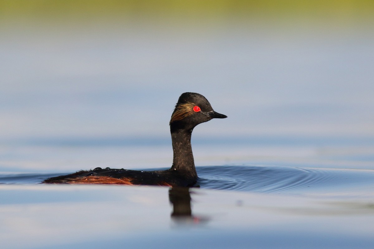 Eared Grebe - ML204441391