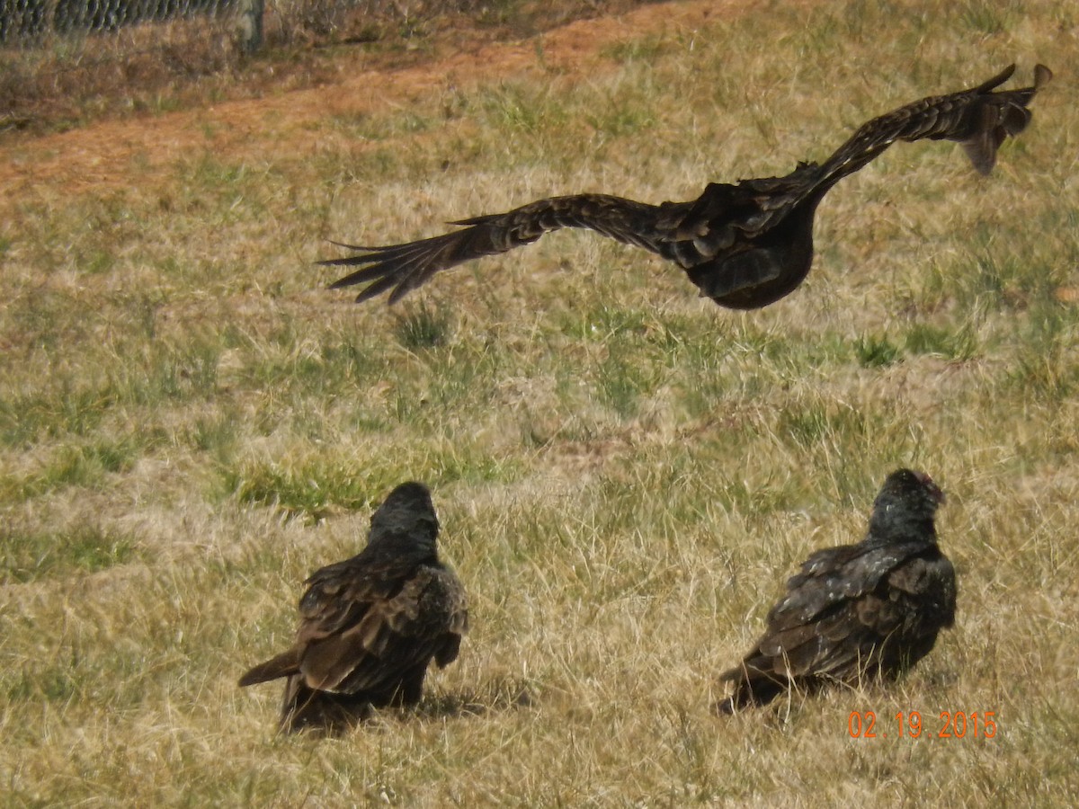 Turkey Vulture - ML20444161