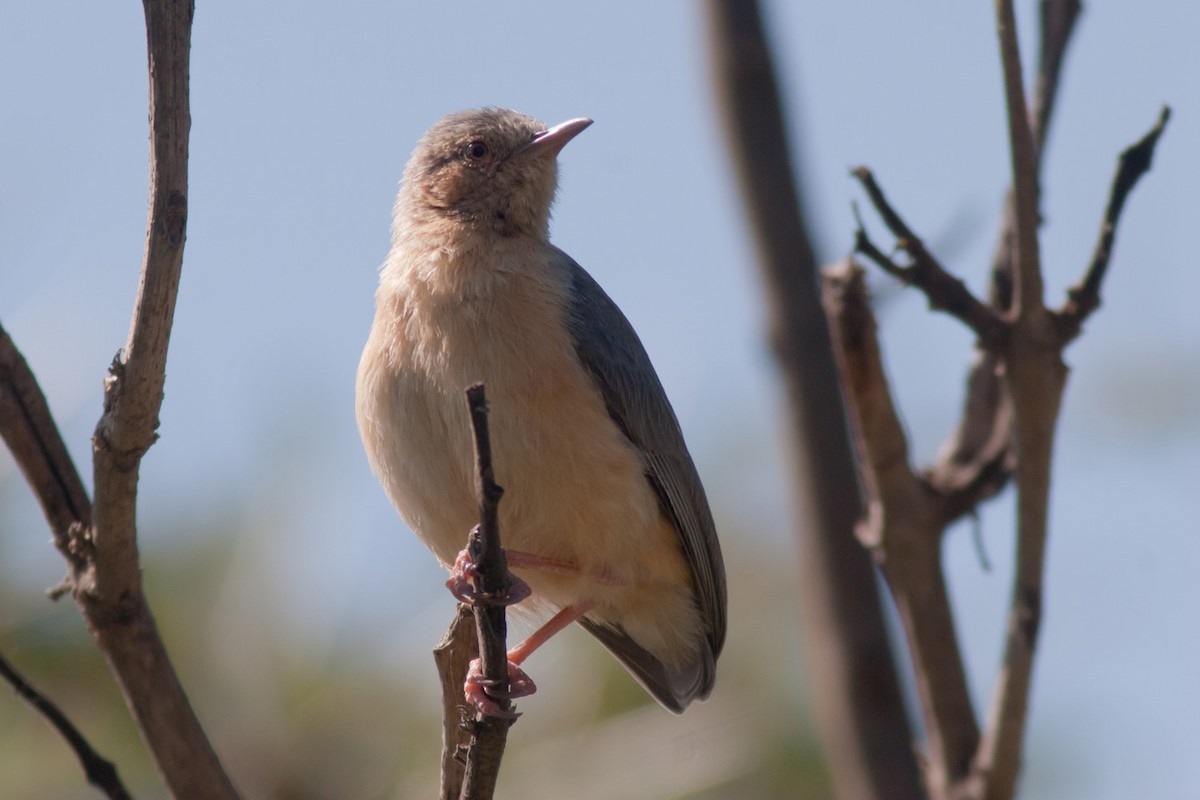 Red-faced Crombec - Rafael Merchante