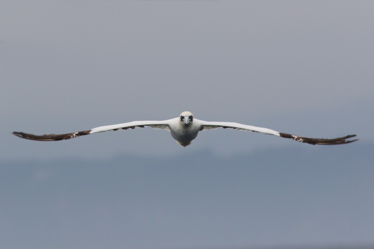 Northern Gannet - ML204441681