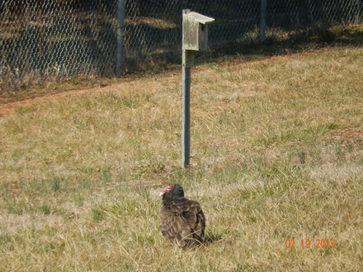 Turkey Vulture - ML20444171