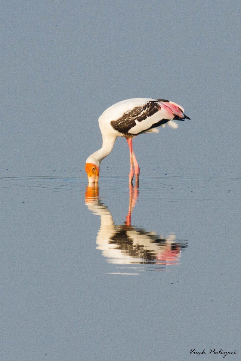 Painted Stork - ML20444181