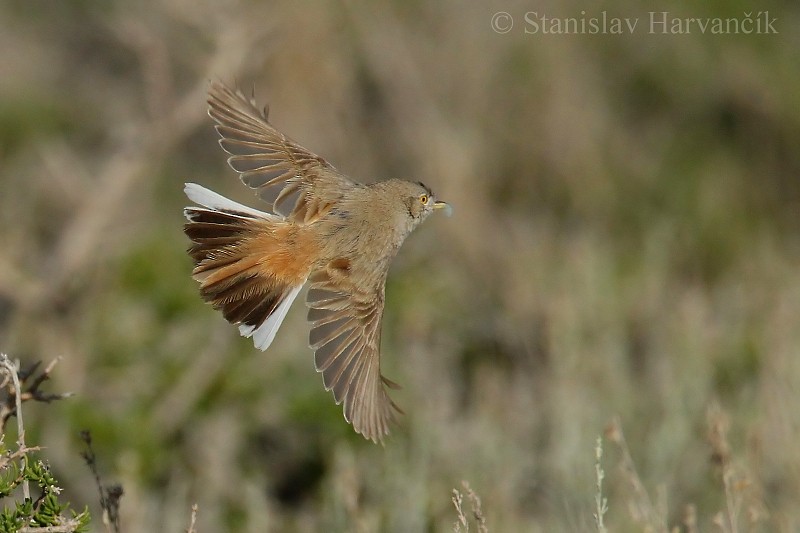 Asian Desert Warbler - Stanislav Harvančík