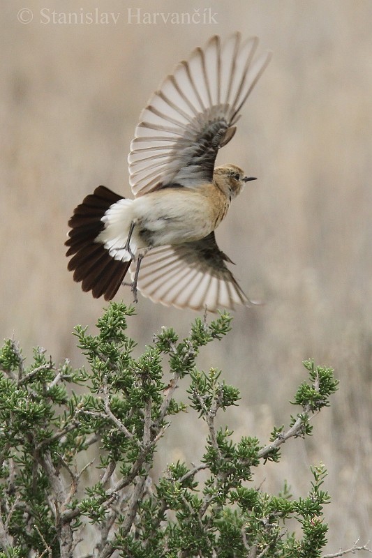 Desert Wheatear - ML204442141