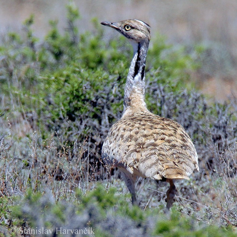 Macqueen's Bustard - ML204442181