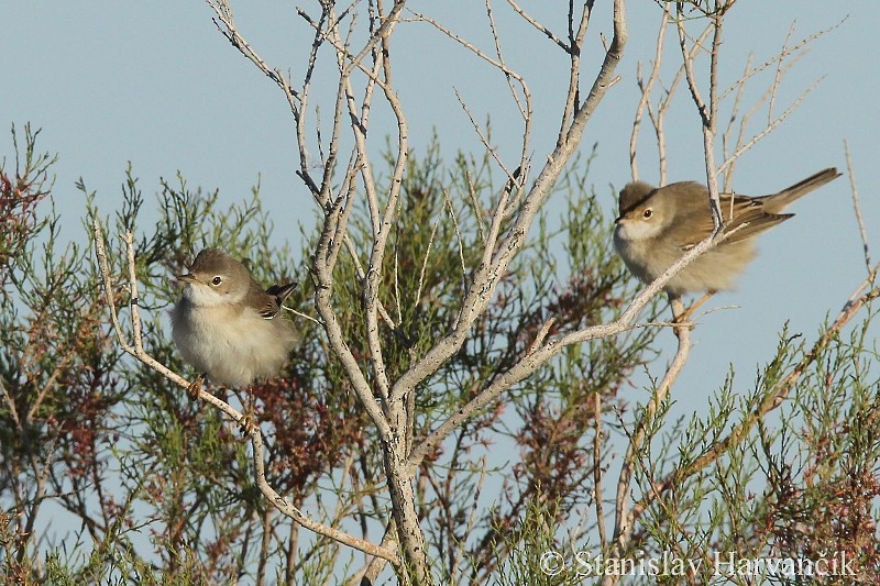 Greater Whitethroat - ML204442211