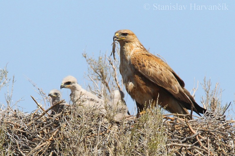 Long-legged Buzzard - Stanislav Harvančík