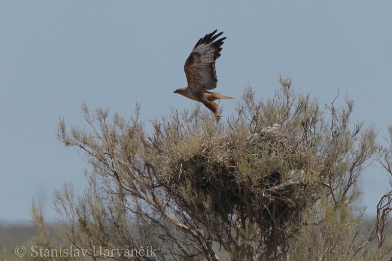 Long-legged Buzzard - ML204442241