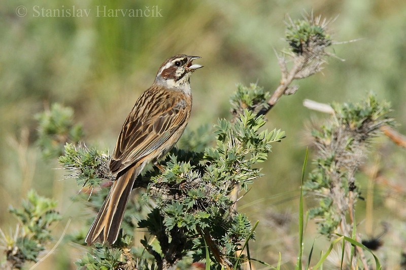 Meadow Bunting - ML204442341