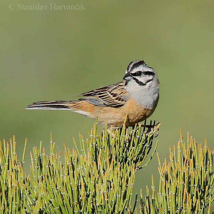 Rock Bunting - ML204442361