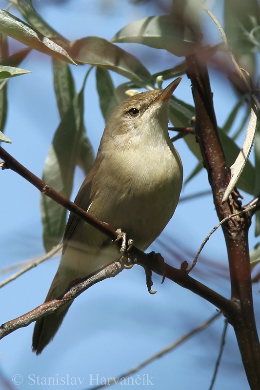 Blyth's Reed Warbler - ML204442501