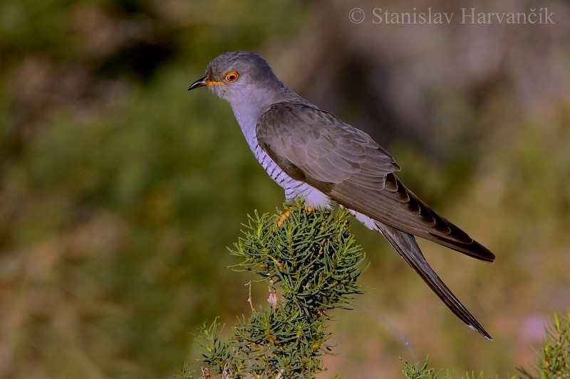 Common Cuckoo - Stanislav Harvančík