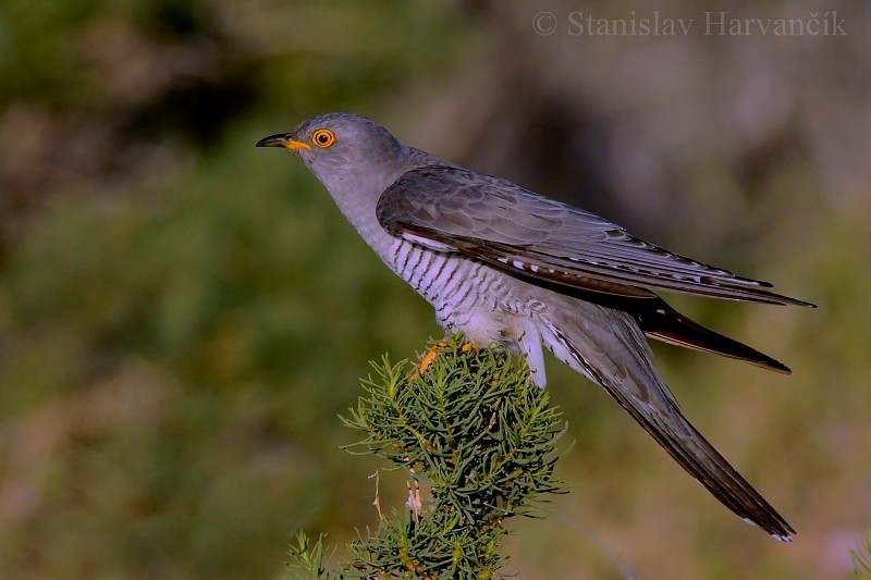 Common Cuckoo - Stanislav Harvančík