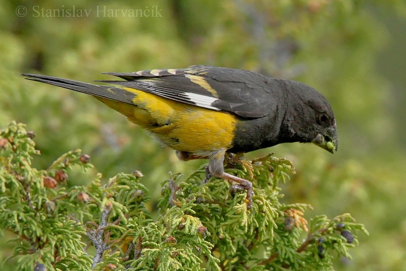 White-winged Grosbeak - ML204442621