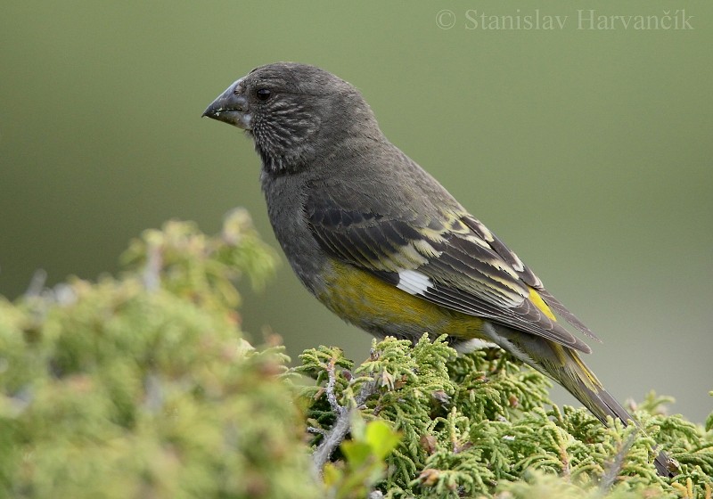 White-winged Grosbeak - ML204442641