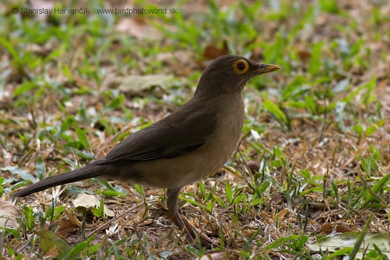 Spectacled Thrush - ML204442841