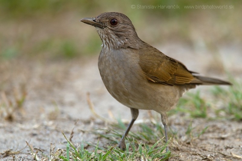 Pale-breasted Thrush - ML204442871