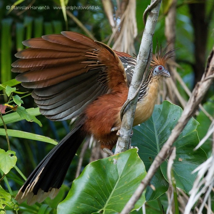 Hoatzin - Stanislav Harvančík