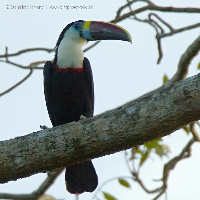 White-throated Toucan (Red-billed) - Stanislav Harvančík