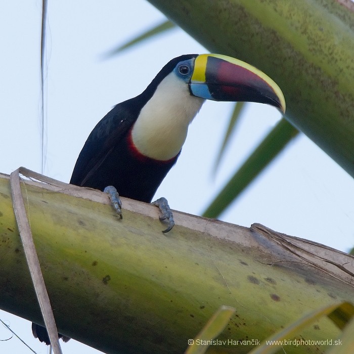 White-throated Toucan (Red-billed) - ML204443151