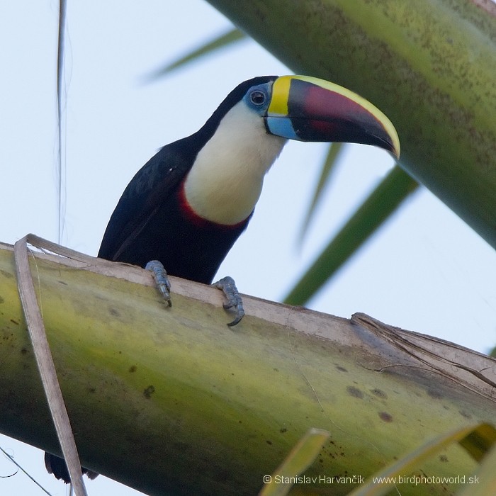 Toucan à bec rouge (tucanus) - ML204443151