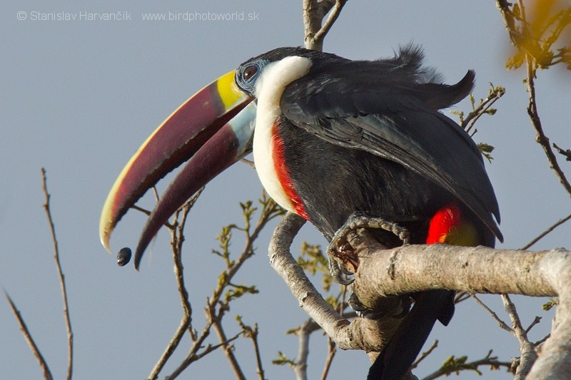 White-throated Toucan (Red-billed) - ML204443171