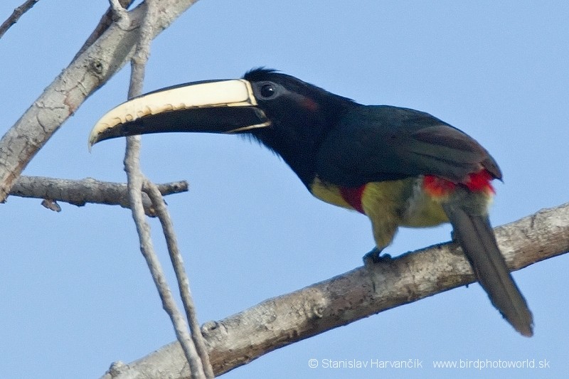 Black-necked Aracari - Stanislav Harvančík