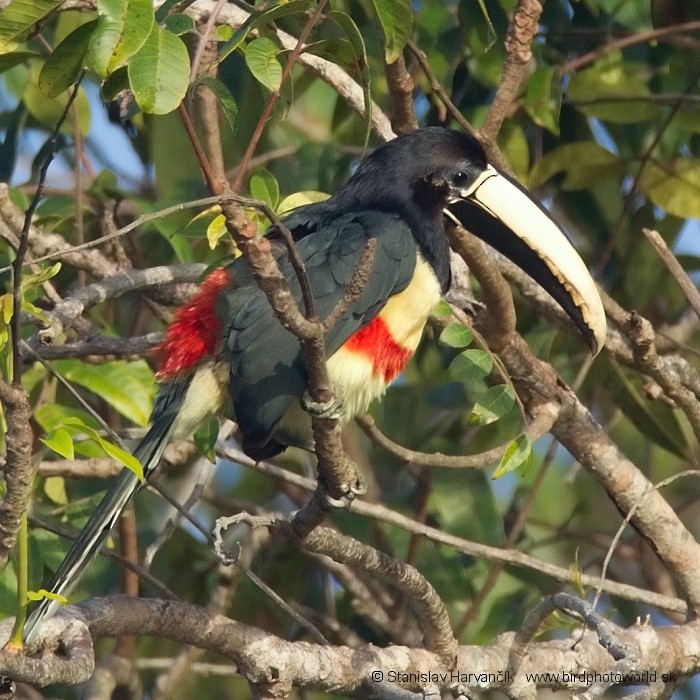 Black-necked Aracari - Stanislav Harvančík