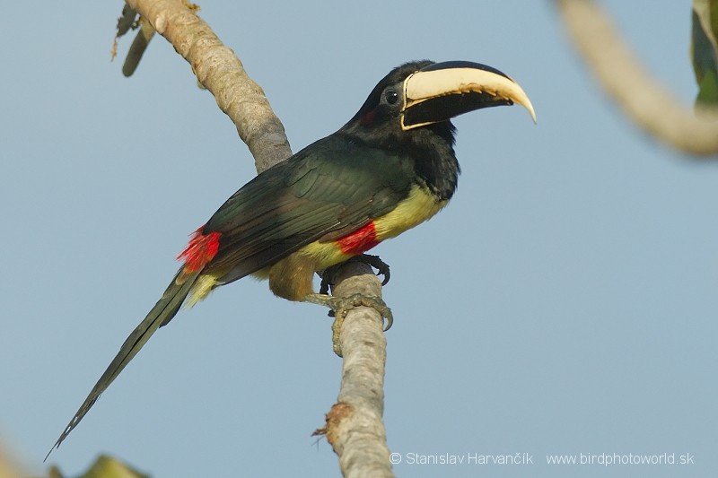 Black-necked Aracari - Stanislav Harvančík