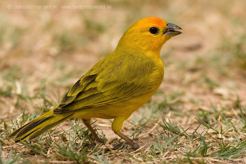 Saffron Finch - ML204443291