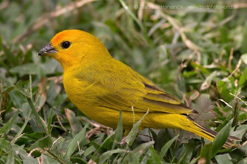 Saffron Finch - ML204443301