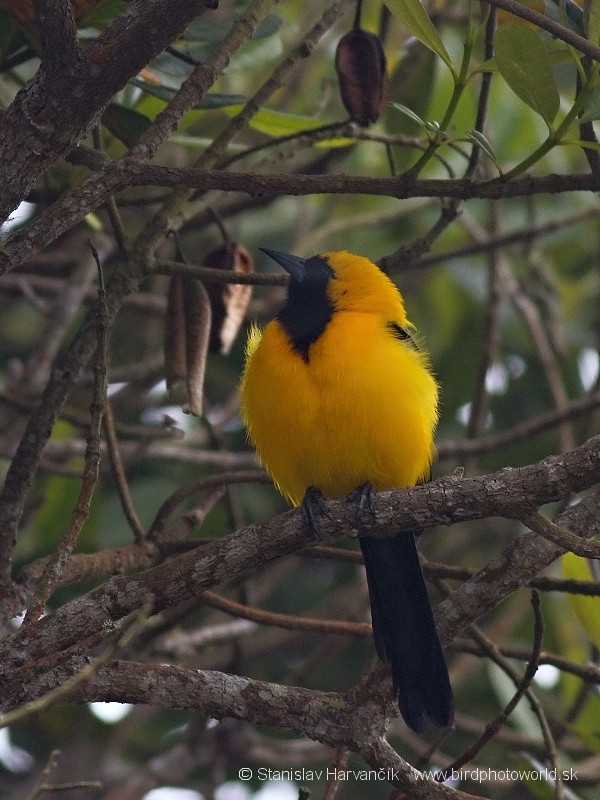 Yellow-backed Oriole - ML204443321