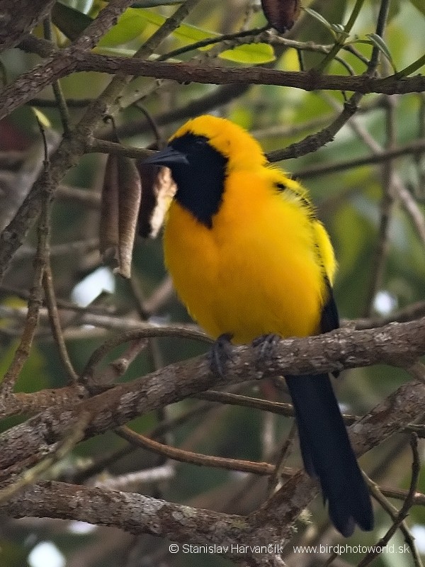 Yellow-backed Oriole - ML204443331