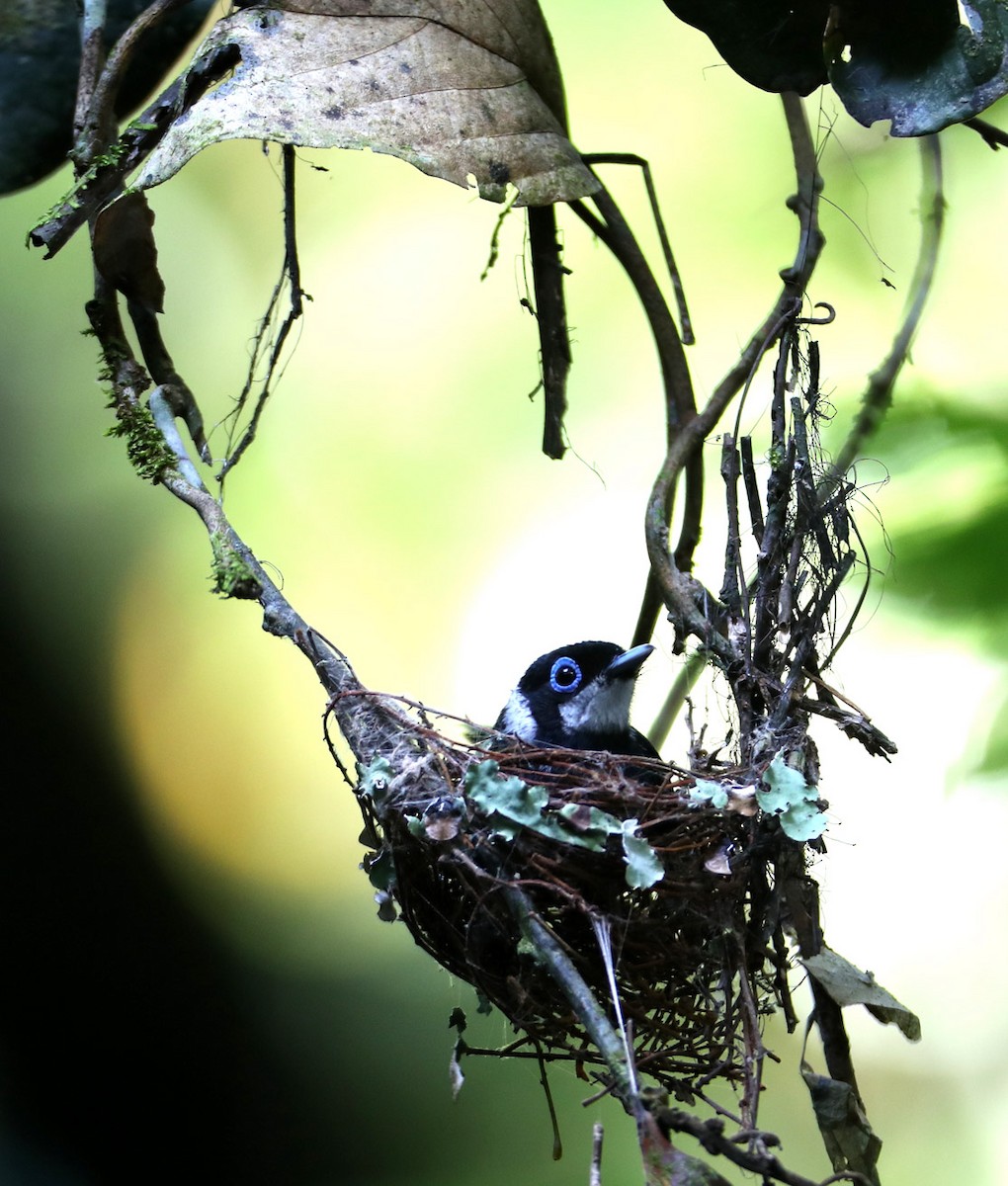 Pied Monarch - ML204443351