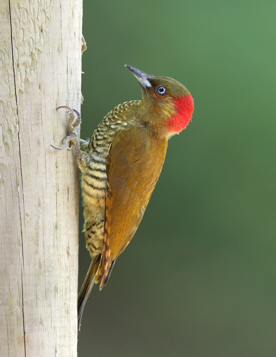 Rufous-winged Woodpecker - ML204443531