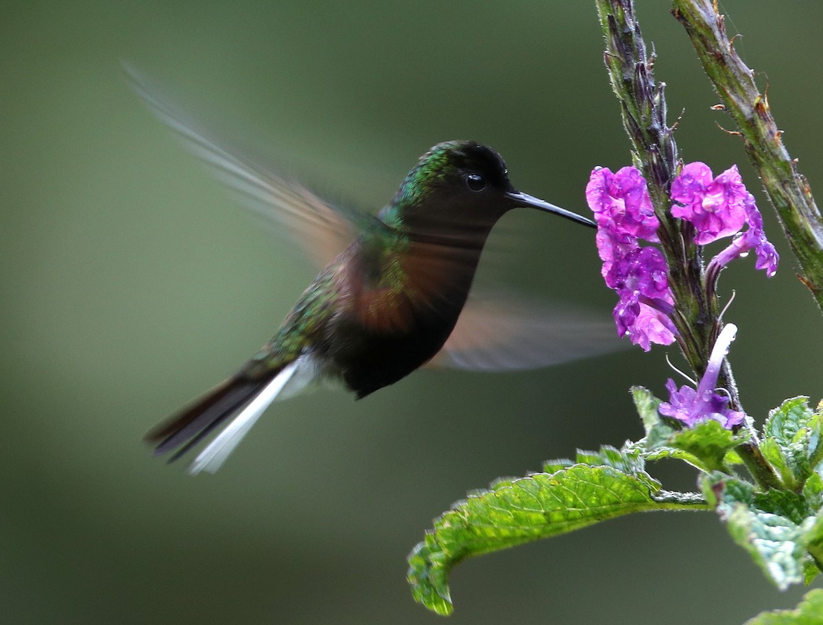 Black-bellied Hummingbird - ML204443551