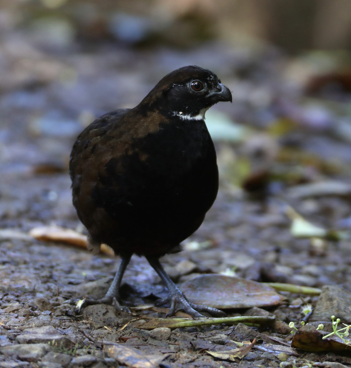 Black-breasted Wood-Quail - Hal and Kirsten Snyder