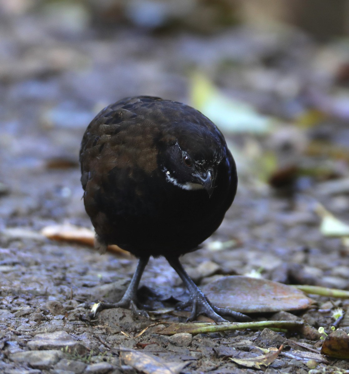 Black-breasted Wood-Quail - ML204443581