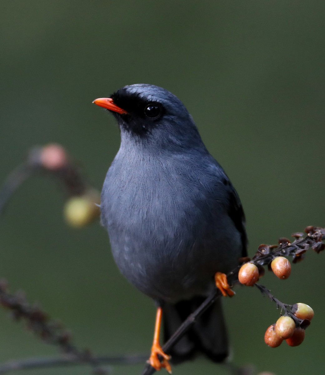 Black-faced Solitaire - Hal and Kirsten Snyder