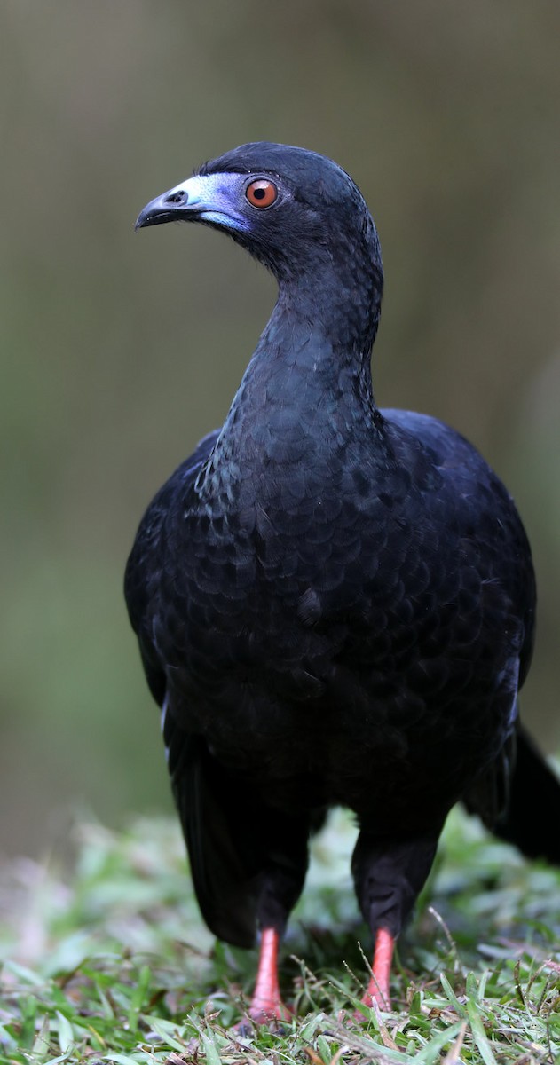 Black Guan - ML204443671