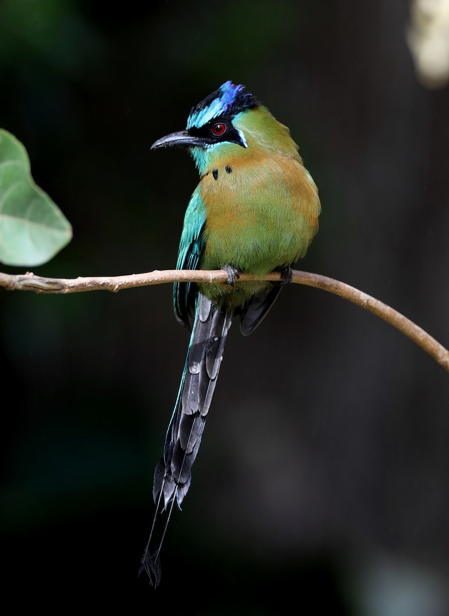 Lesson's Motmot - ML204443731