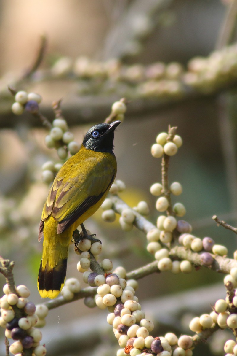 Black-headed Bulbul - ML204443751