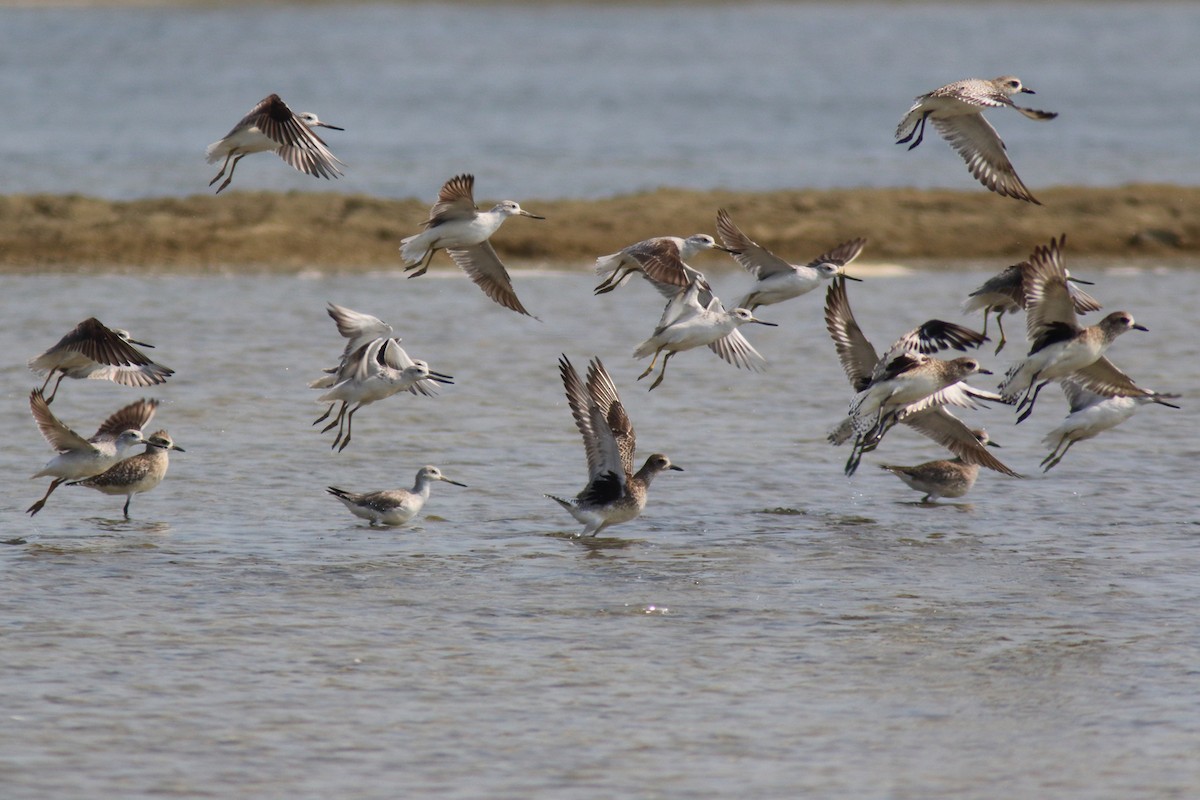 Nordmann's Greenshank - ML204443891