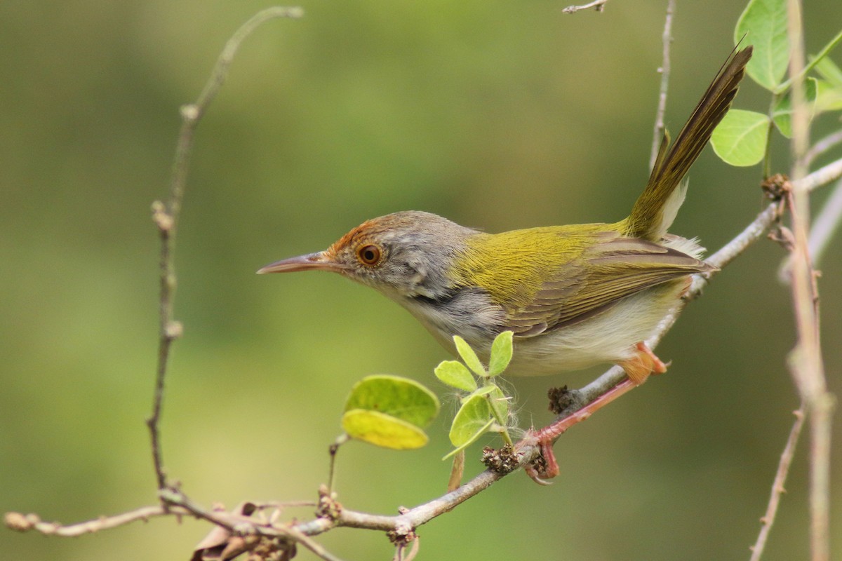 Common Tailorbird - ML204444171