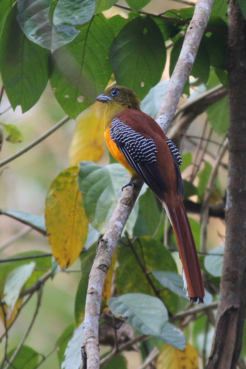 Orange-breasted Trogon (Spice) - ML204444181