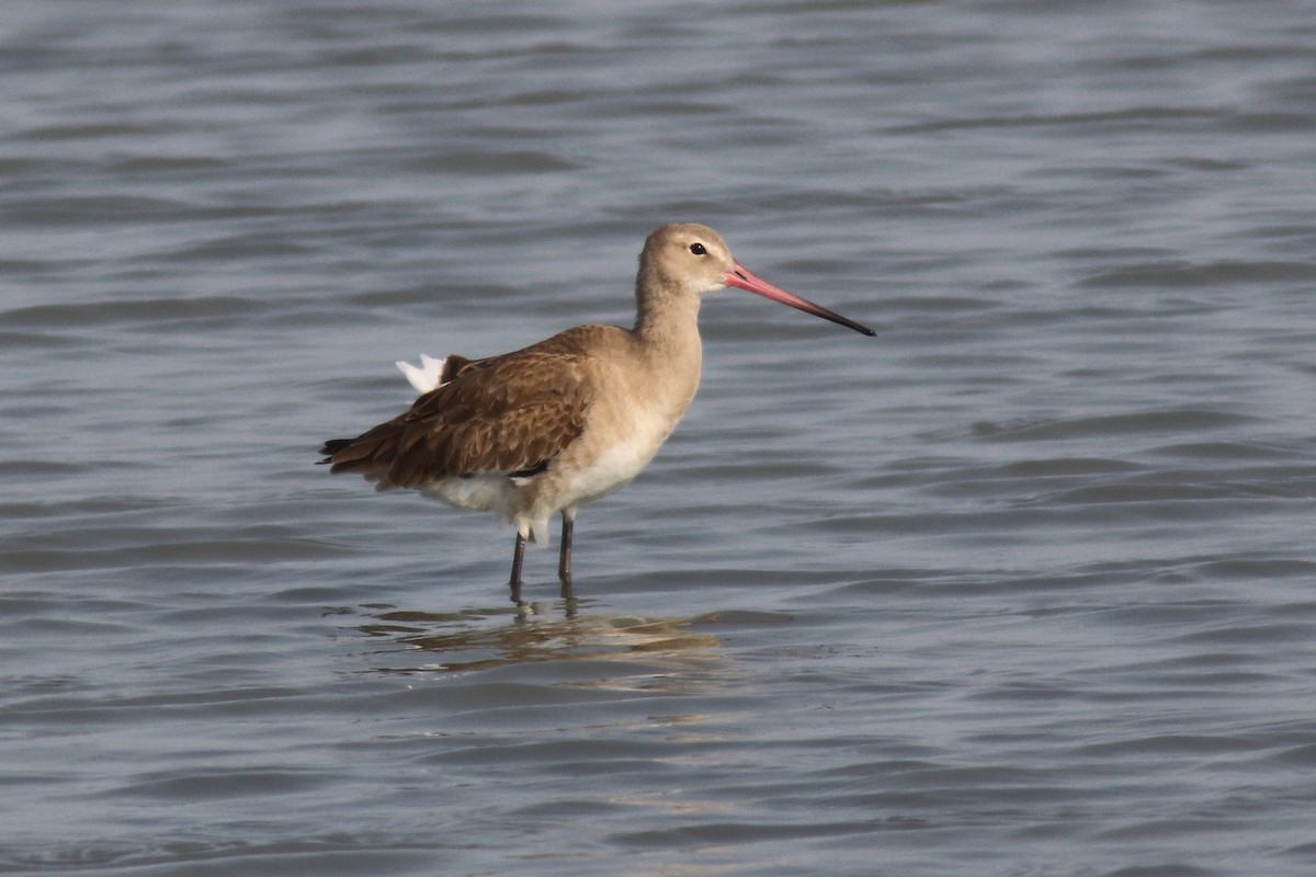Black-tailed Godwit (melanuroides) - ML204444331
