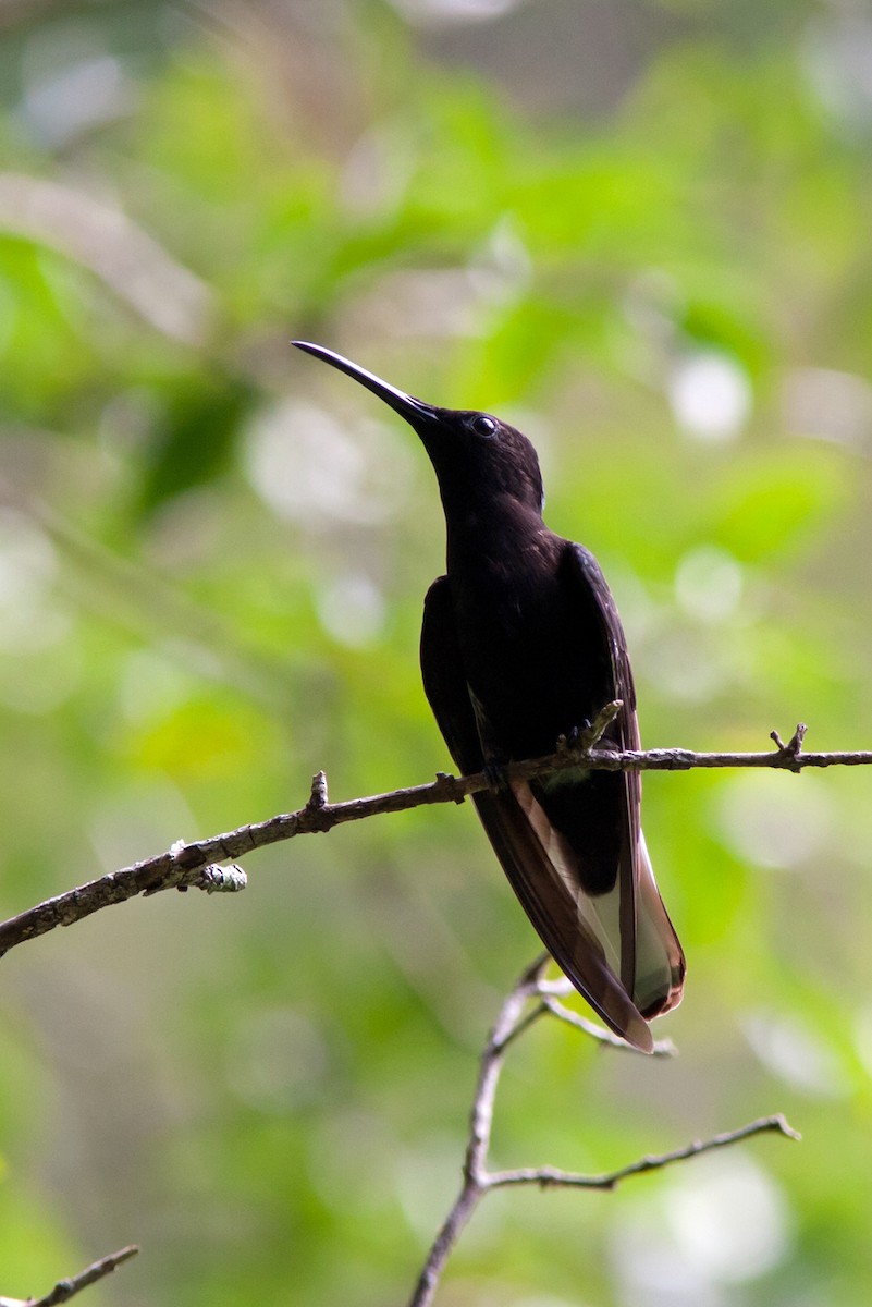 Colibrí Negro - ML204444351